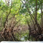 Mangrove Canopy in Everglades City. Copyright Captain Jack's