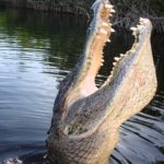 Alligator seen on Everglades Airboat Tour. Copyright Captain Jack's