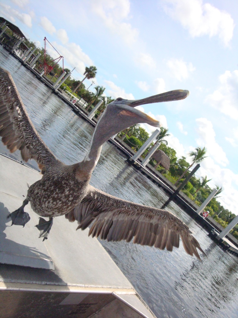 captain jack boat tours captain jack boat tours