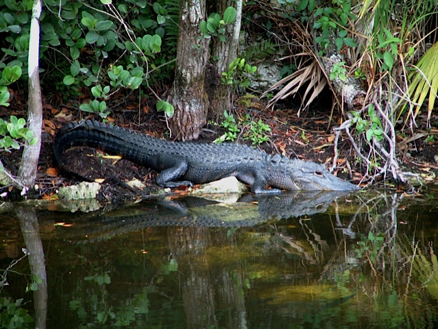 Captain Jacks Airboat Tours