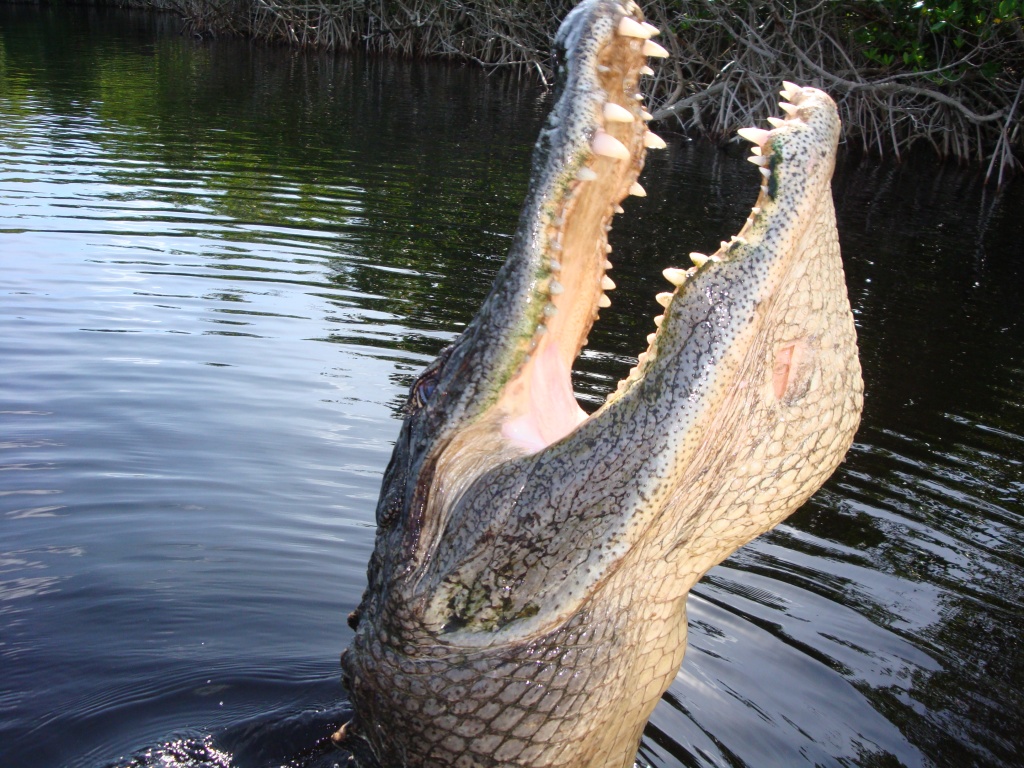 Experience Alligators on Your Everglades Airboat Tour