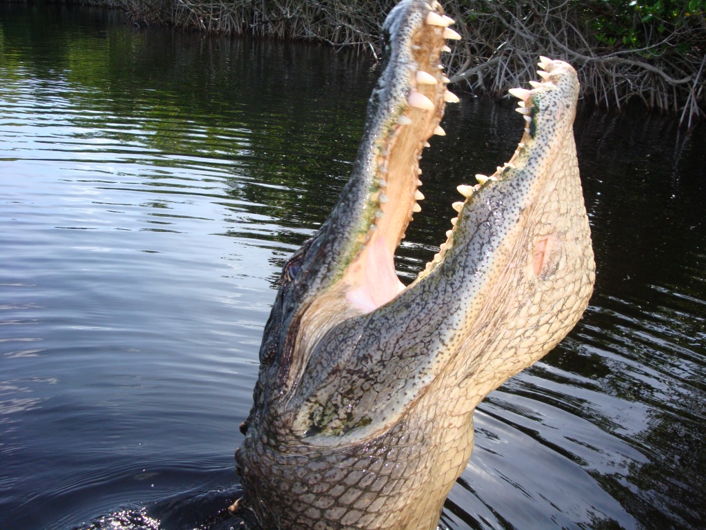 everglades alligator tour