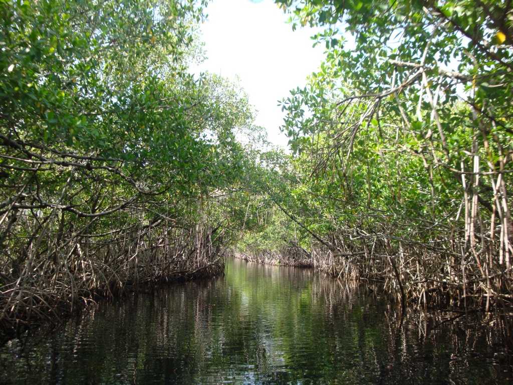 Experience the Mangroves on an Everglades Airboat Tour