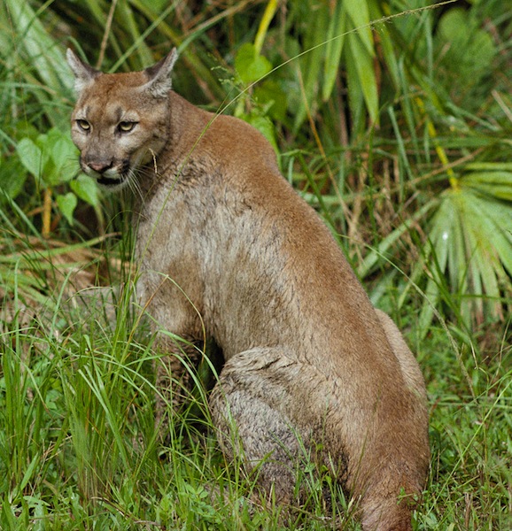 Other Wildlife You May Encounter During an Everglades Airboat Tour