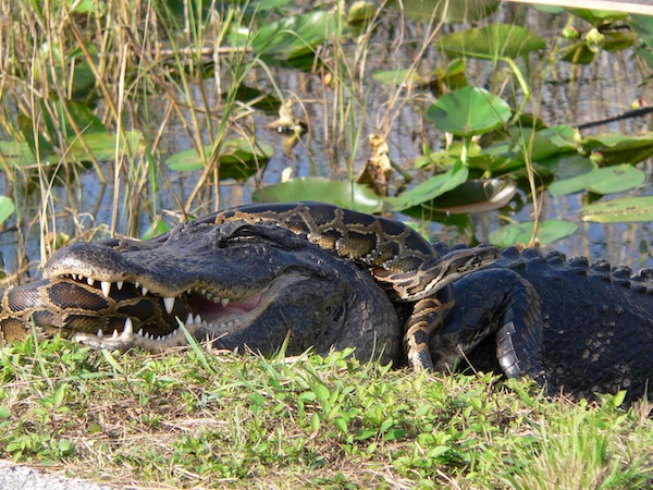Pythons and Anacondas in the Everglades