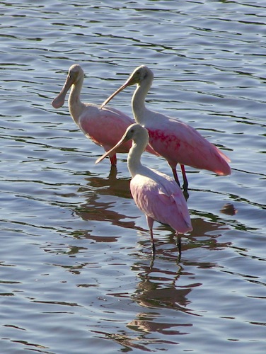 Experience Birds of the Everglades on Your Everglades Airboat Ride