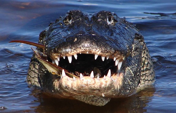 Alligator