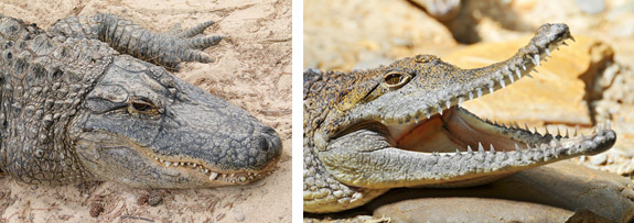 Alligator vs. Crocodile