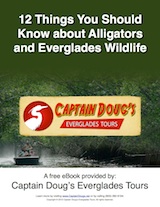 12 Things You Should Know about Alligators and Everglades Wildlife
