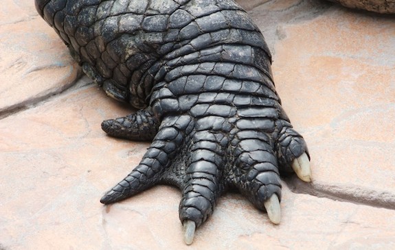 Gator Foot