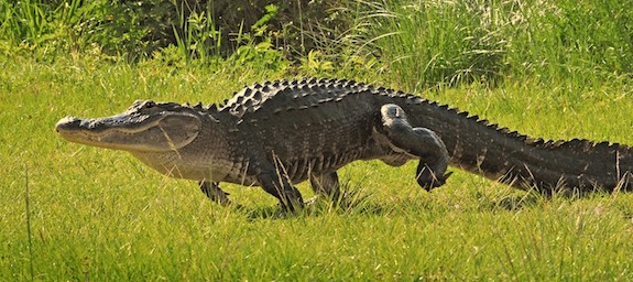 Image result for alligator running"