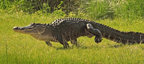 Gator out for a stroll