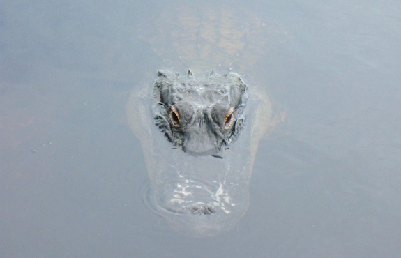 Submerged Alligator