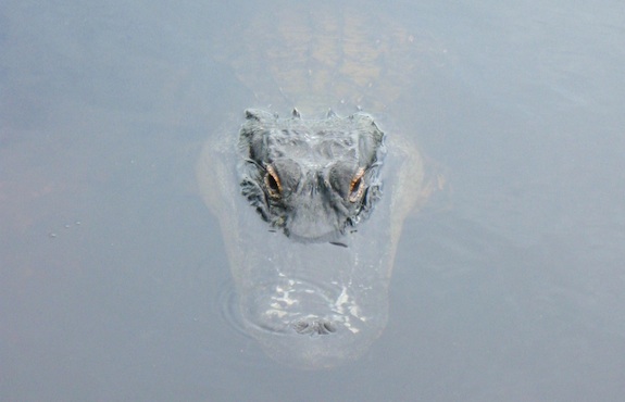 Submerged Alligator