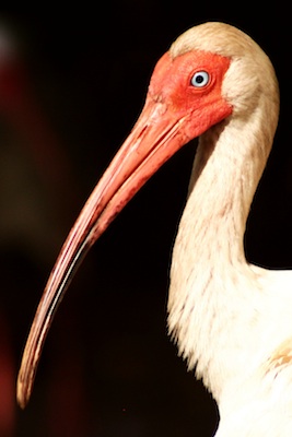 White Ibis