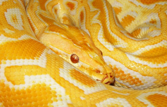 Burmese Python in the Everglades