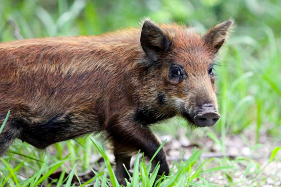 Wild pig in Everglades