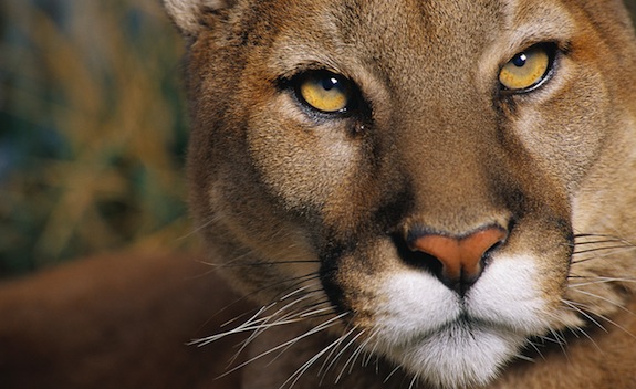 Florida Panther