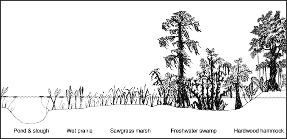 Everglades Ecosystems