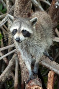 Everglades Raccoon