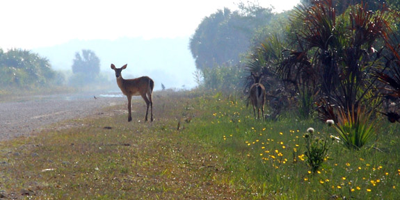 Turner River Road