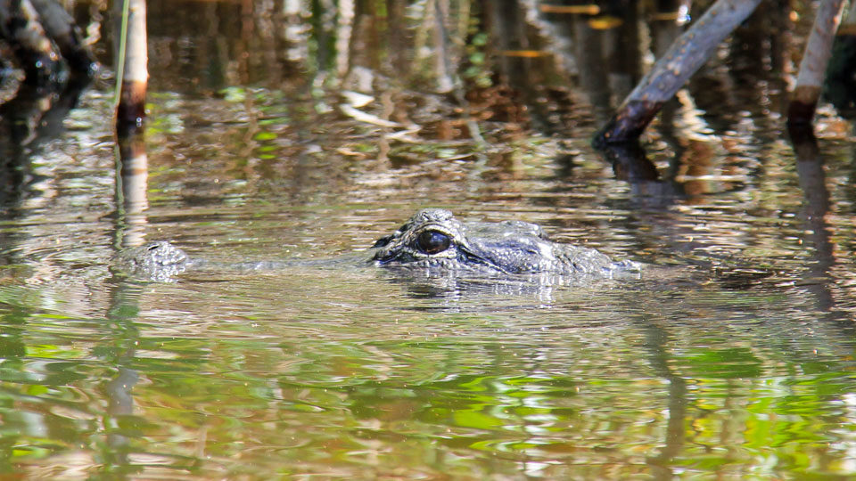 Alligator Eye