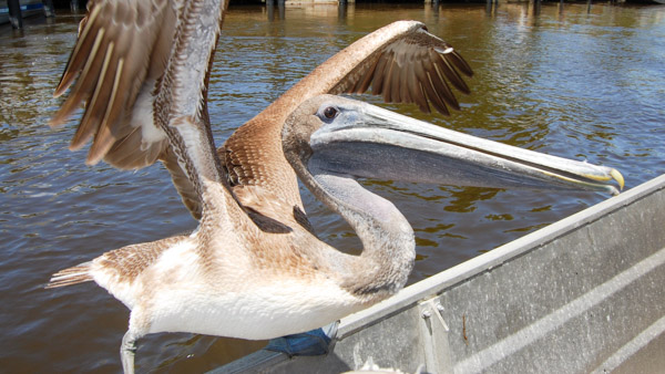 Brown Pelican