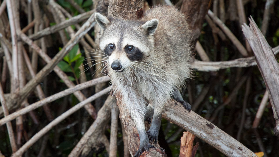 Everglades Raccoon