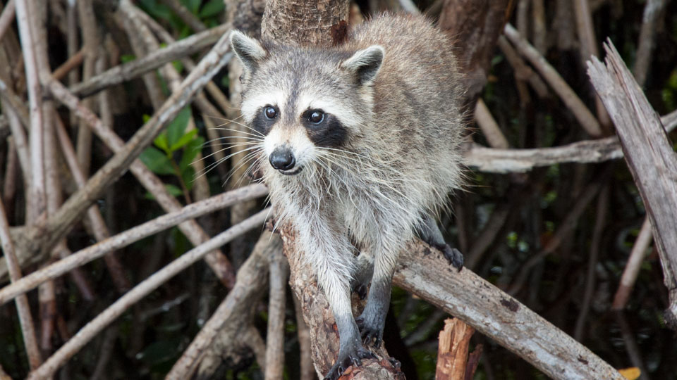 Are There Still Raccoons in the Everglades? - Captain Jack's Airboat Tours