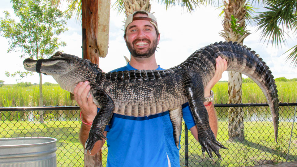 Alligators & Animals