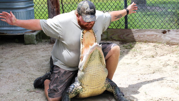 Live Alligator Show