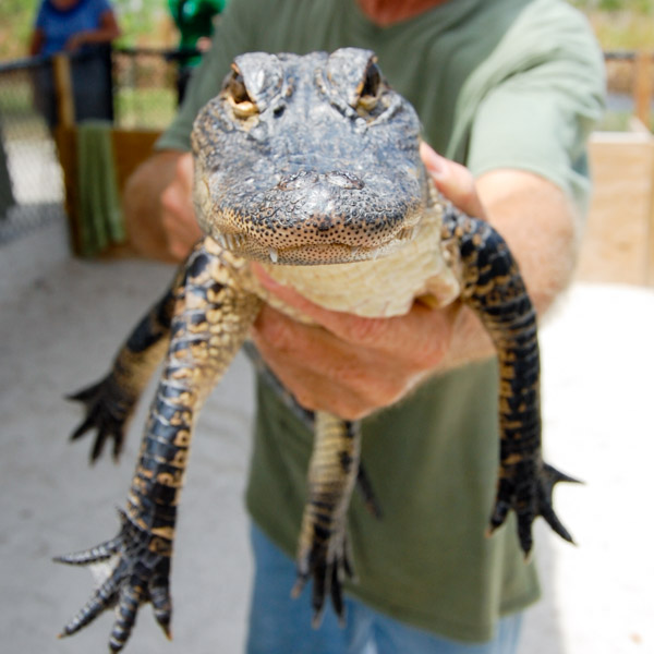 Live Alligator Show - Captain Jackâ€™s Airboat Tours